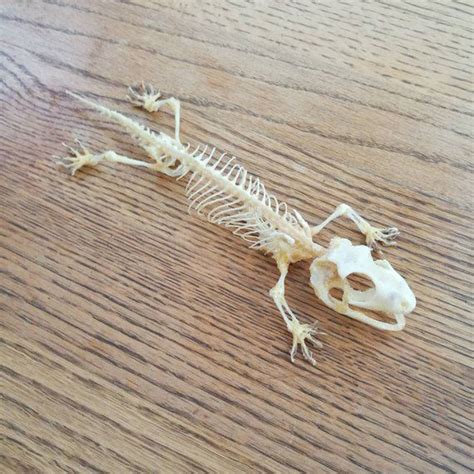 Articulated Tokay Gecko Skeleton Gecko Oddities Collection Bone Jewelry