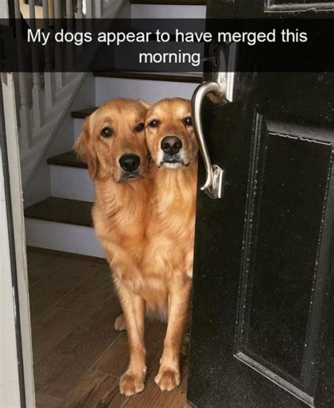 19 Adorable And Funny Dog Pics With Captions