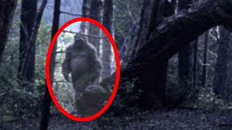 Top 10 Bigfoot Sightings Caught On Tape Youtube