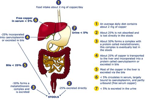 Wilson Disease Scientia Et Arte