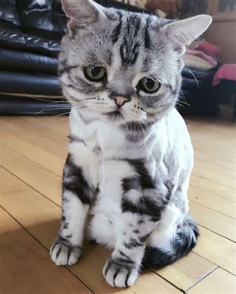The Worlds Cutest And Saddest Cat Luhu Whose Adorable Pictures Will