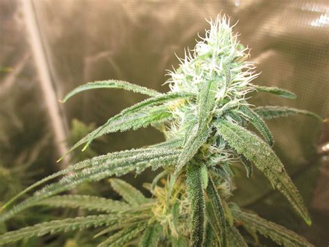 Seedsman Critical Purple Kush Grow Diary Journal Week13 By The