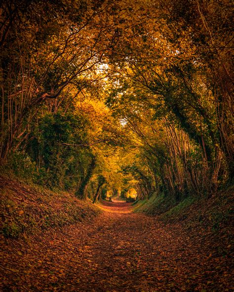 Halnaker Tree Tunnel Landscape And Nature Photography On Fstoppers