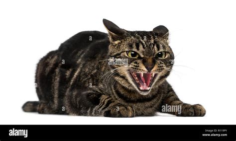 Mixed Breed Cat Hissing Stock Photo Alamy