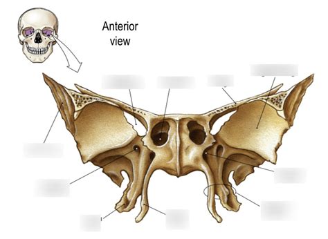 Sphenoid Bone Anterior View Diagram Quizlet