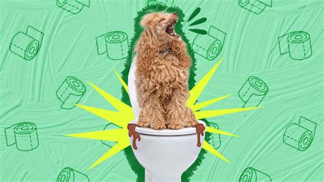 Dog Diarrhea Causes Treatment And Prevention Dodowell The Dodo