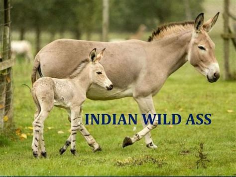 Indian Wild Ass Ppt