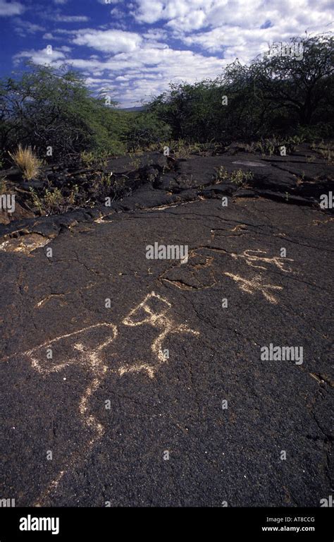 Los Hawaianos Nativos Petrogylphs Bien Conservados En La Lava