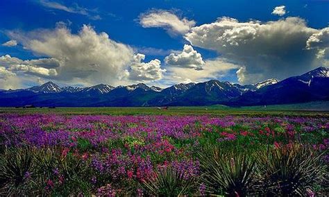 Spring Flowers In Westcliff Colorado Photo By Shelby Frisch