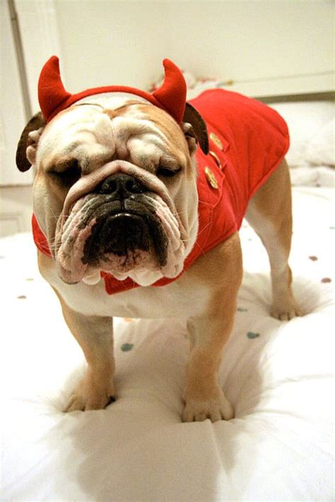 What are some good ideas? 70+ Funny English Bulldog Halloween Costumes - Page 11 ...