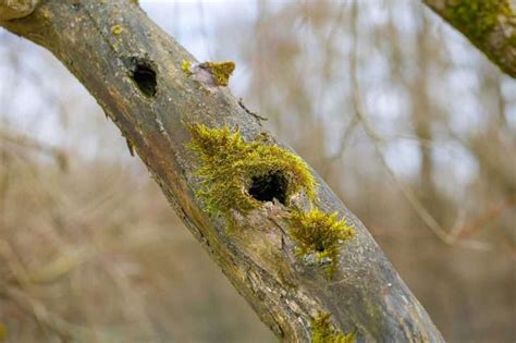 7 Problems That Cause Holes In Trees Around The World Environment Buddy