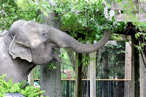 Buttonwood Park Zoo Elephant Ruth Receiving Medical Care For Health