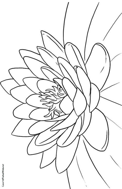 Download Trinidad National Flower - Free Coloring Pages