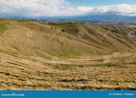 Grasslands At Wither Hills In New Zealand Stock Photo Image Of