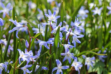 Gardening And Gardens Little Blue Spring Flowers What