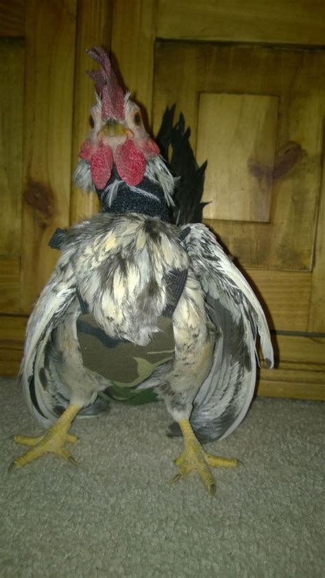 Though i have never used a collar on any of our roosters many people have told me that the the no crow rooster collar does work but doesn't stop the rooster's crow all together. Kung Pao sporting his new NO CROW collar and camo diaper