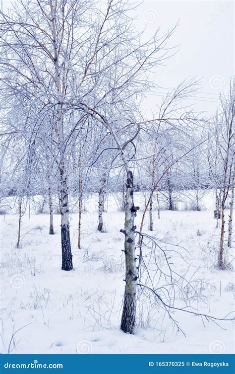 Winter Birch Trees Landscape Stock Image Image Of Birches Weather