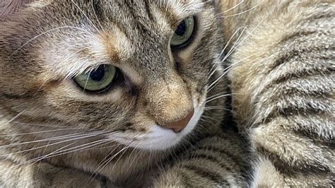 猫 若い動物 子猫 Pixabayの無料写真 Pixabay
