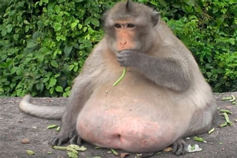 Meet 'Uncle Fat', the chunky monkey now on a crash diet after gorging on junk food | South China ...