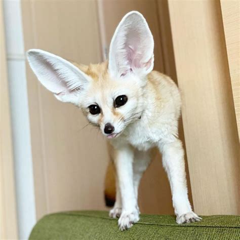 Baby Fennec Fox For Sale Cheap 2022 At