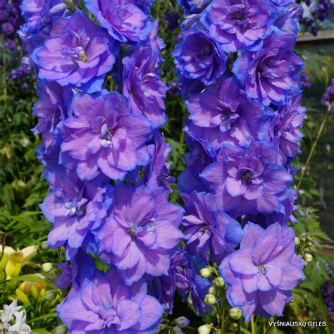 Check 'wishful' translations into russian. Delphinium 'Wishful Thinking' - Vyšniauskų gėlės