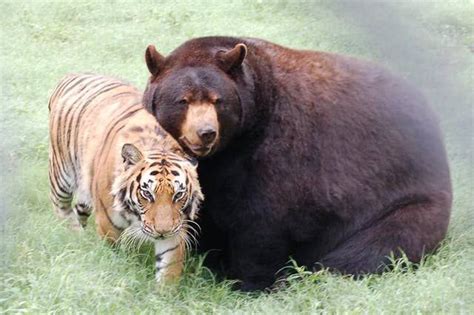 20 Heartwarming Pictures Of A Lion Tiger And Bear Who Love Each Other