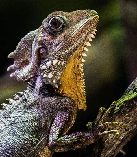 Reptiles And Amphibians As Pets
