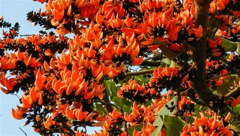 Top Most Beautiful Flowering Trees Of India