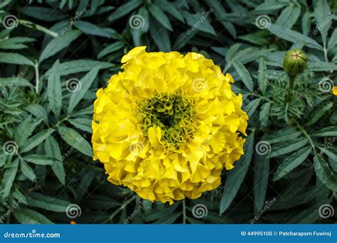 Yellow Marigold Flowers Close Up Stock Photo Image Of Asteraceae