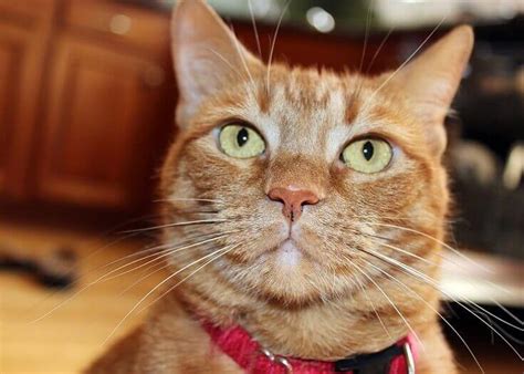 In the event you do have a rare female orange tabby, why not call her ginger, sunny, tabbytha, or clementine? Orange Cat Names: 350 Best Names for Ginger Kittens | PetPress