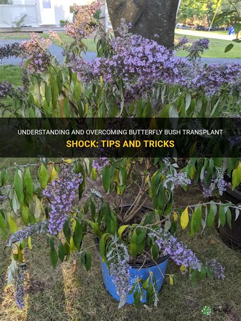 Understanding And Overcoming Butterfly Bush Transplant Shock Tips And