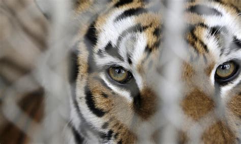 Captive Tigers In The Us Magazine Articles Wwf