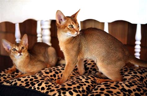 Limited registered abyssinian cat prices. Pin by Briana Sutton on Cute | Abyssinian kittens for sale ...