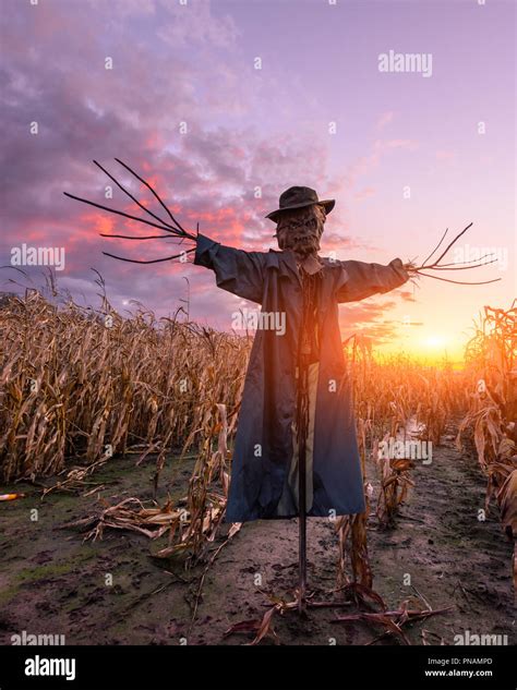 Halloween Scarecrow In Corn Field Hi Res Stock Photography And Images
