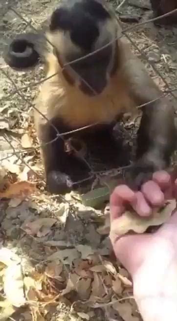 Monkey Teaches Human To Crunch Leaves Rmademesmile