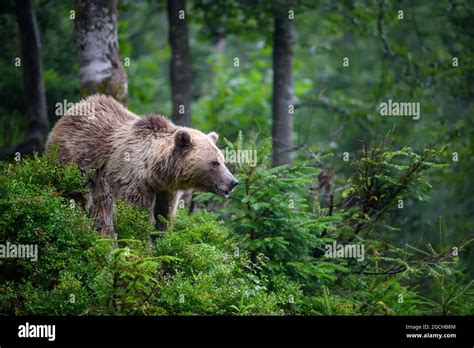 Wild Adult Brown Bear Ursus Arctos In The Mountain Summer Forest
