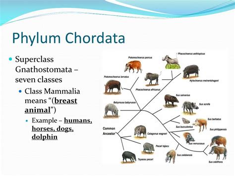 Phylum Chordata Characteristics Chart