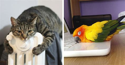 Check spelling or type a new query. 20 Divertidas Imágenes de animales que muestran que hacen ...