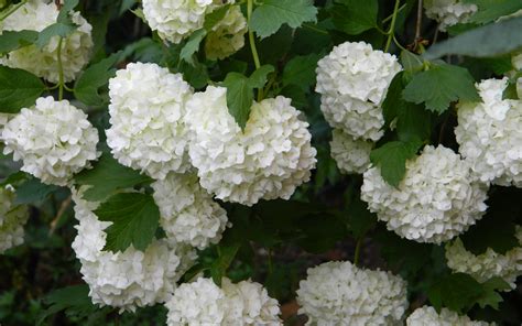 Hydrangea Wallpapers Pictures Images