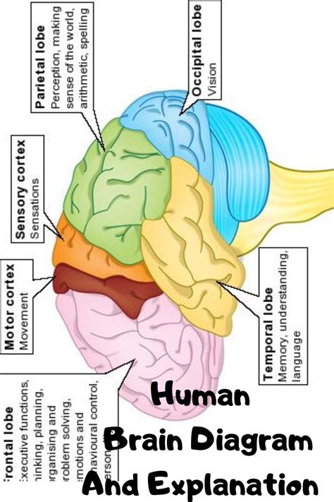 Human Brain Picture And Explanation Human Brain Diagram Brain
