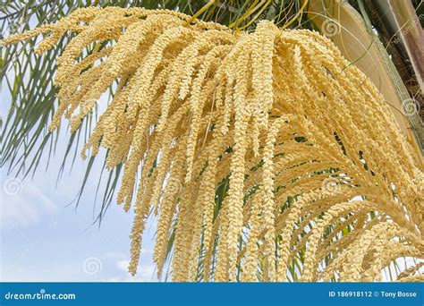 Sementes De Uma Palmeira Rainha Fechada Foto De Stock Imagem De