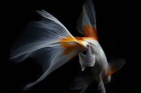 Capturing The Graceful Movement And Amazing Detail Of Fish Animal