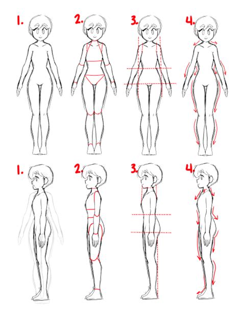 Female Anatomy Drawing Reference Anime Life Educations