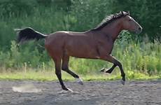 gif horse horses running animation gifs equestrian giphy pony animal canter equine photojojo photography search horsie nature ponies tumblr galloping