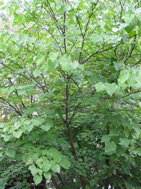 Eastern Redbud Cercis Canadensis Washington American Trees Bryce