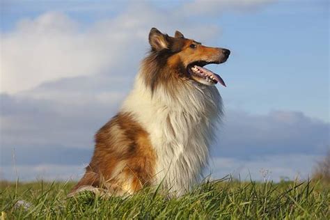 What Kind Of Dog Is Lassie Breed Information Pictures And Facts Az