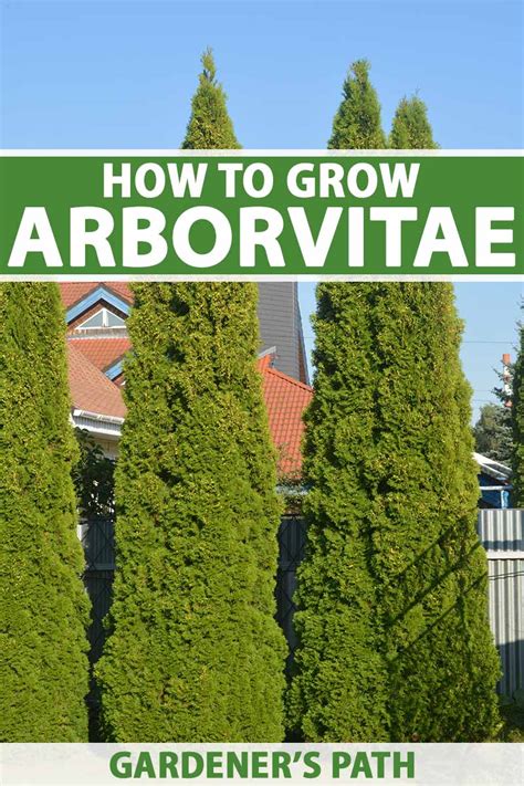 How To Grow And Care For Arborvitae Trees Gardeners Path