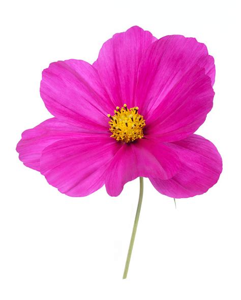 Bright Pink Cosmos Flower On White Photograph By Rosemary Calvert Pixels