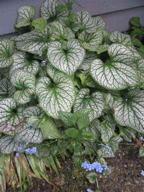 My Petal Press Garden Blog Brunnera Jack Frost Shade Loving Plant