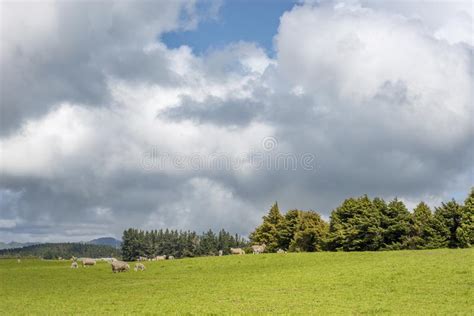 Green Meadow With Some Trees Under A Clear Blue Sky Stock Image Image
